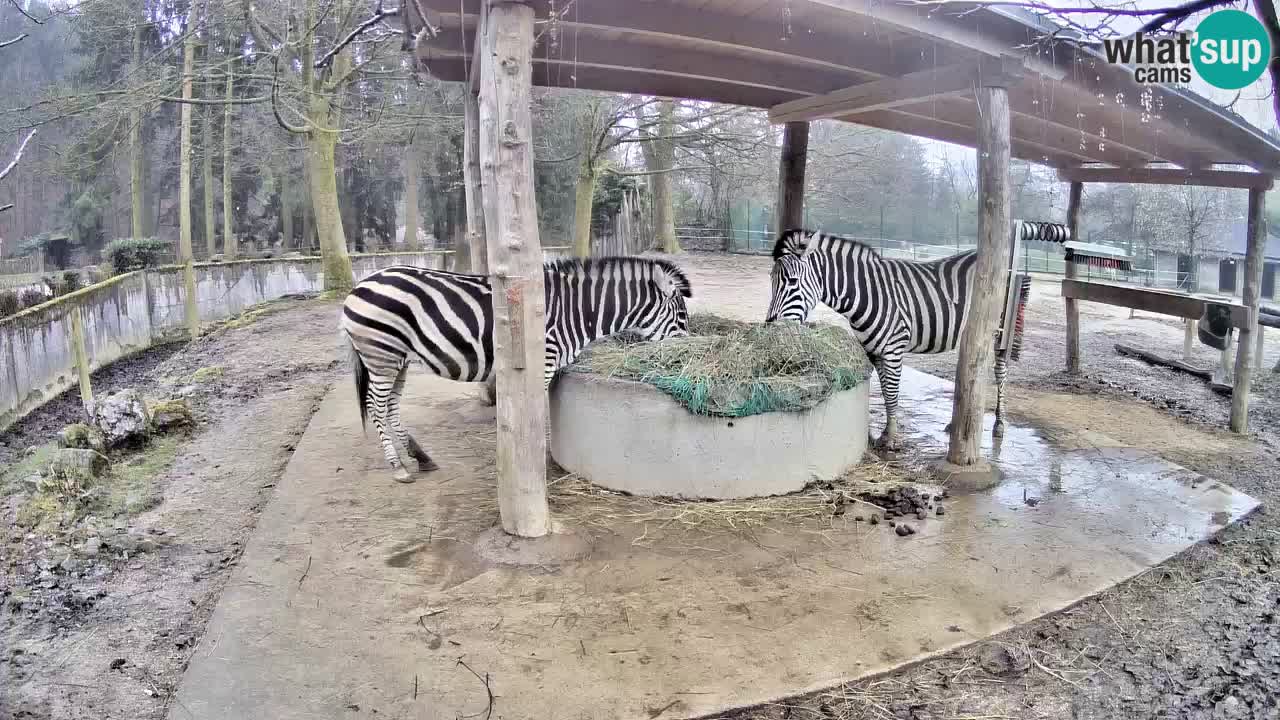 Zebre v živo v živalskem vrtu Ljubljana ZOO spletne kamere