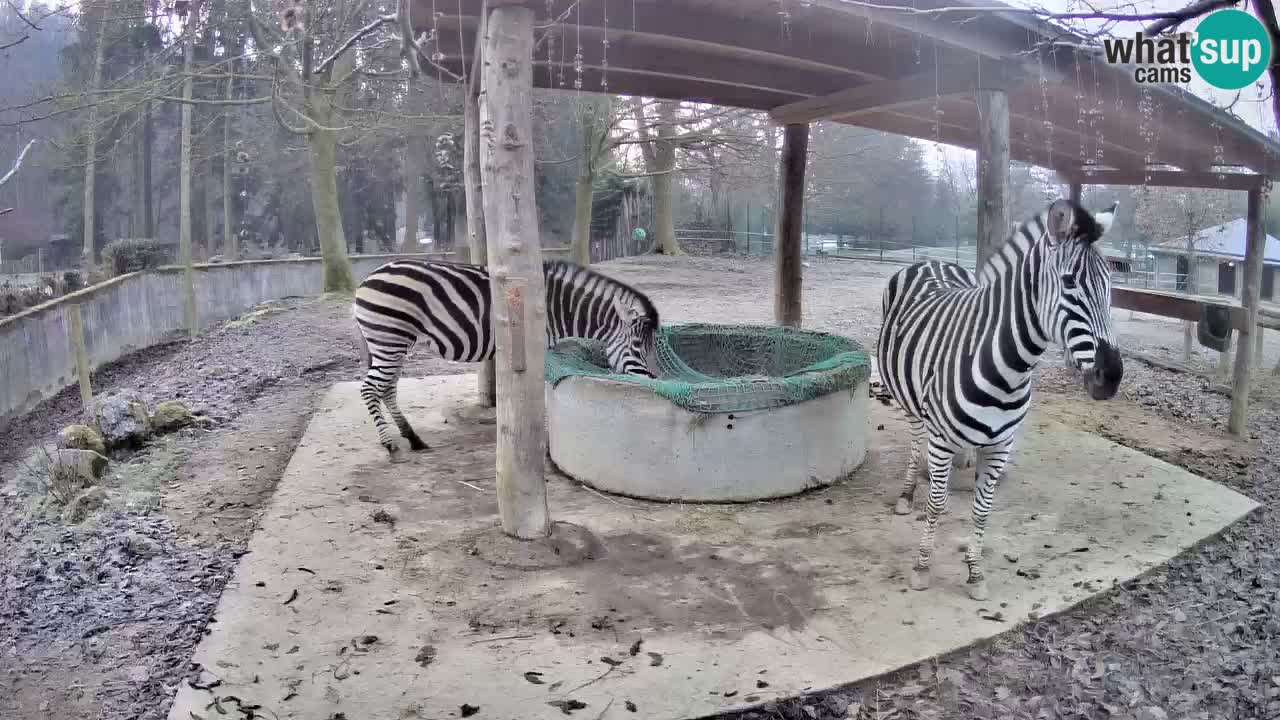 Zebre v živo v živalskem vrtu Ljubljana ZOO spletne kamere