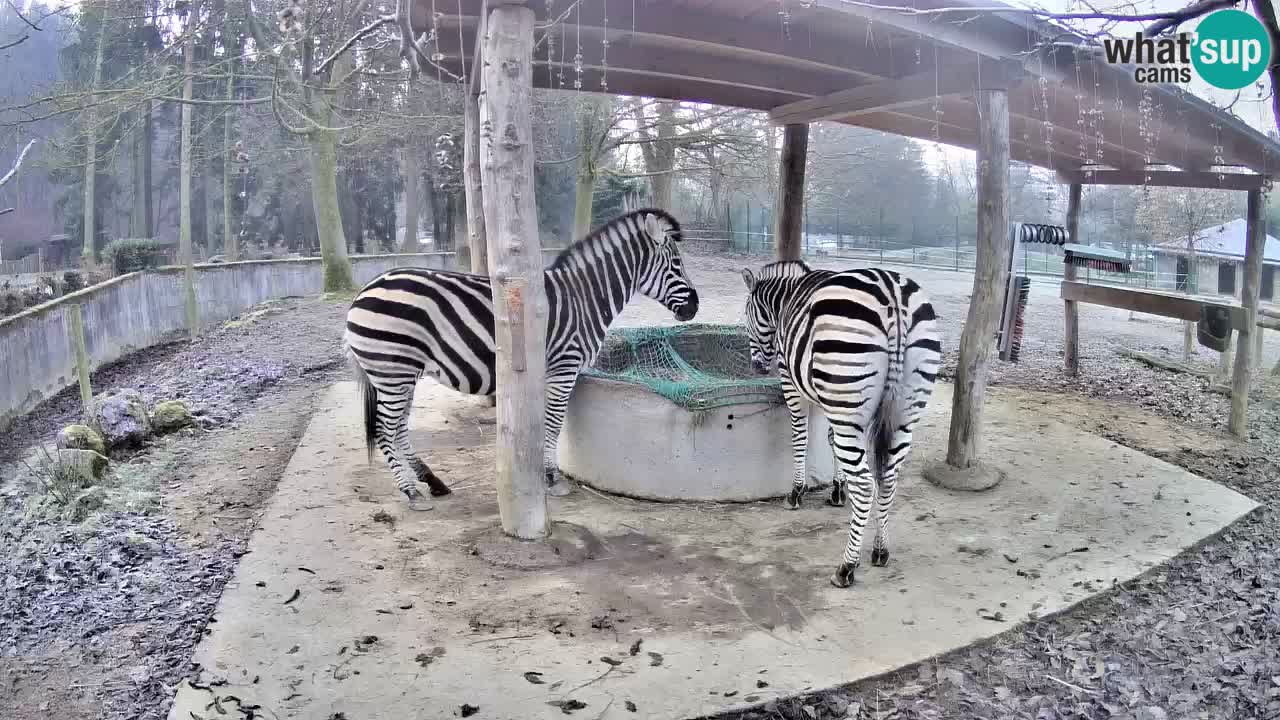 Le Zebre nello ZOO di Ljubljana – Slovenia Live webcam