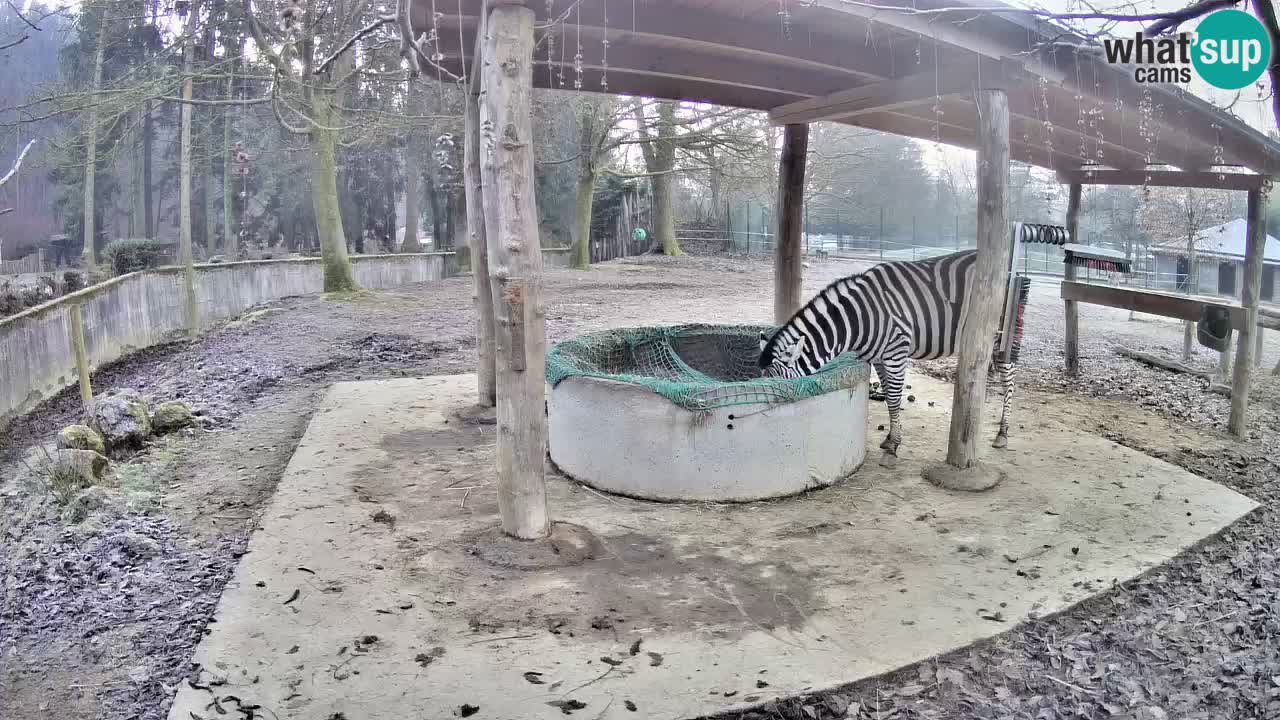 Zebre v živo v živalskem vrtu Ljubljana ZOO spletne kamere