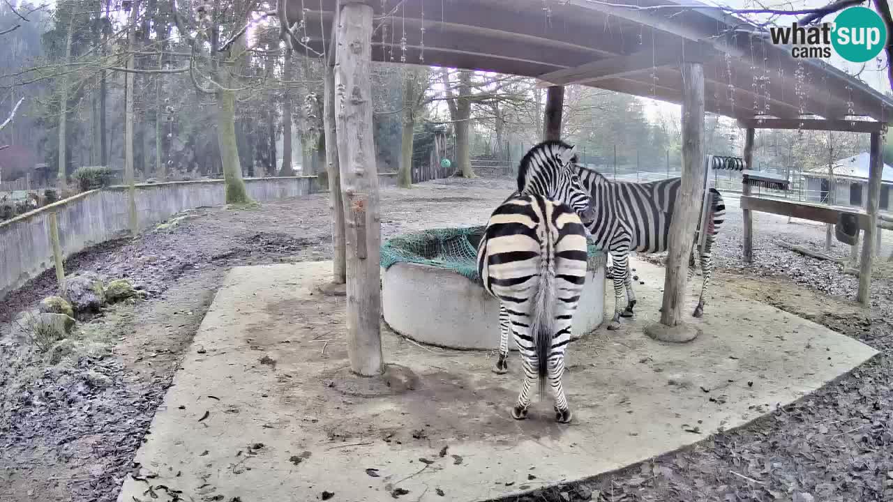 Zebre v živo v živalskem vrtu Ljubljana ZOO spletne kamere