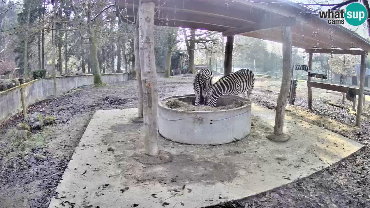 Zebre v živo v živalskem vrtu Ljubljana ZOO spletne kamere