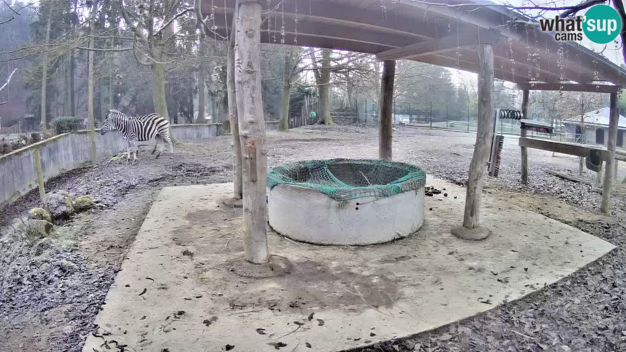 Zebre v živo v živalskem vrtu Ljubljana ZOO spletne kamere