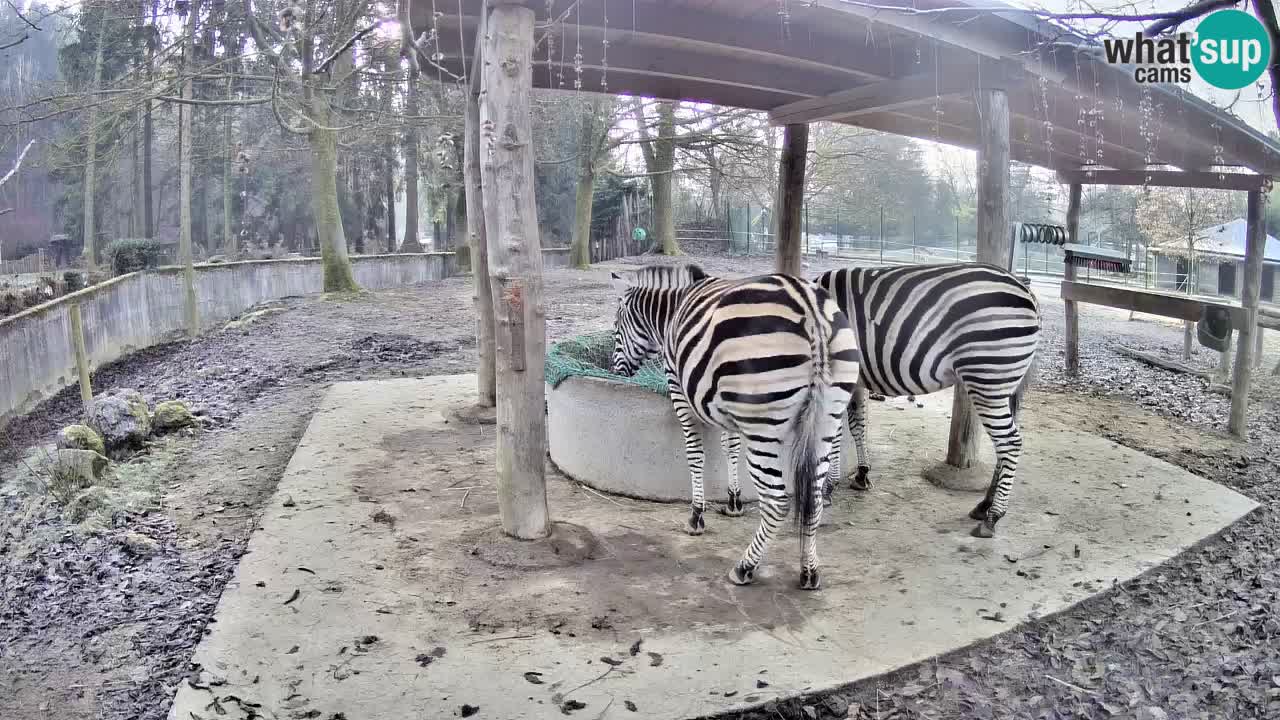 Zebre v živo v živalskem vrtu Ljubljana ZOO spletne kamere