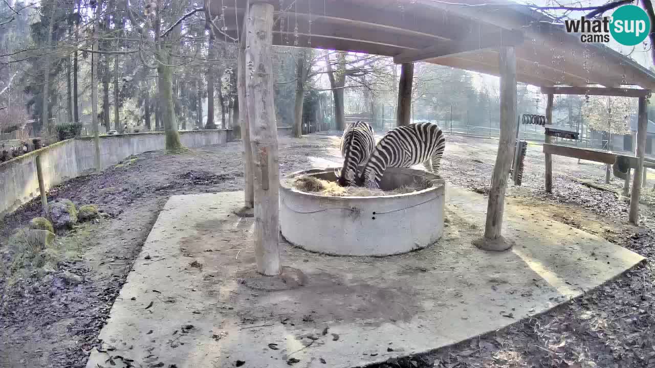 Zebre v živo v živalskem vrtu Ljubljana ZOO spletne kamere