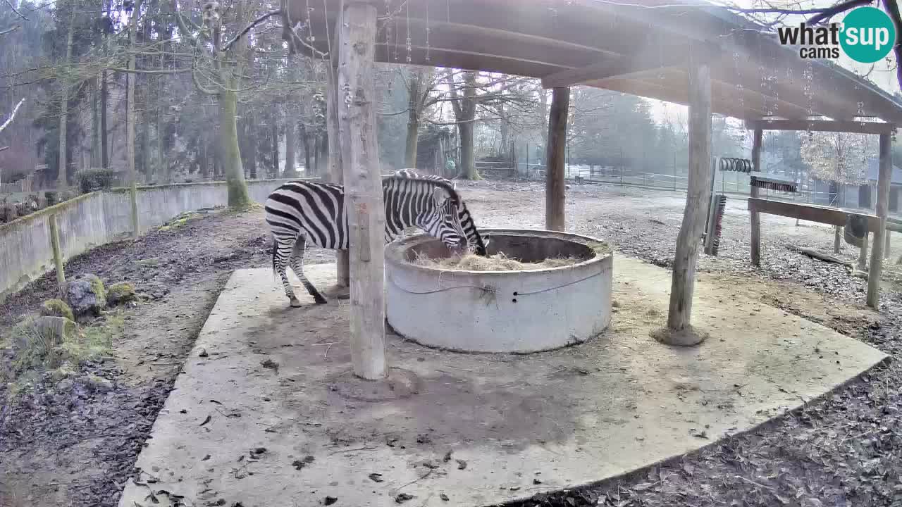 Web kamera uživo Zebras u ZOO Ljubljana – Slovenija