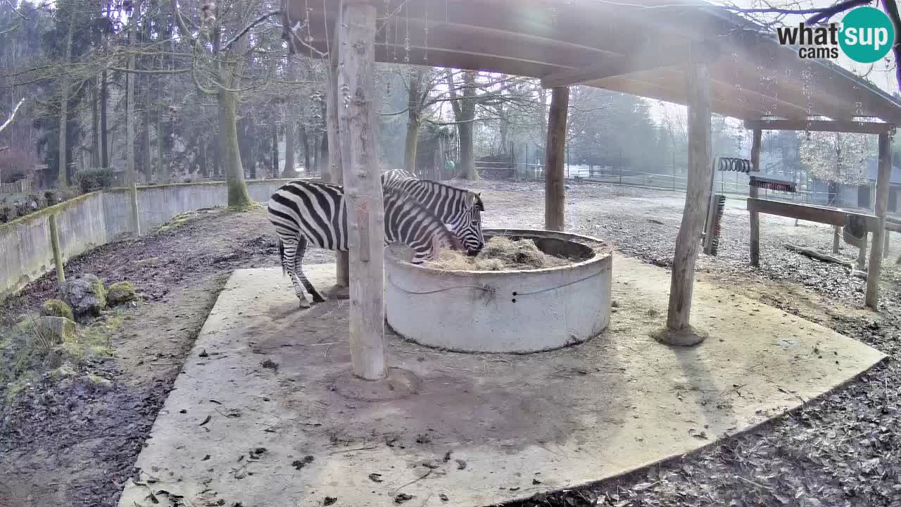 Web kamera uživo Zebras u ZOO Ljubljana – Slovenija