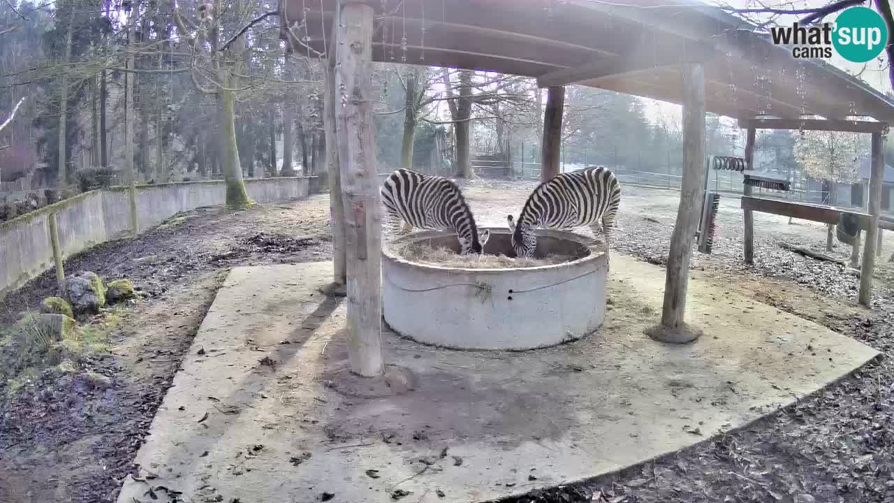 Zebre v živo v živalskem vrtu Ljubljana ZOO spletne kamere