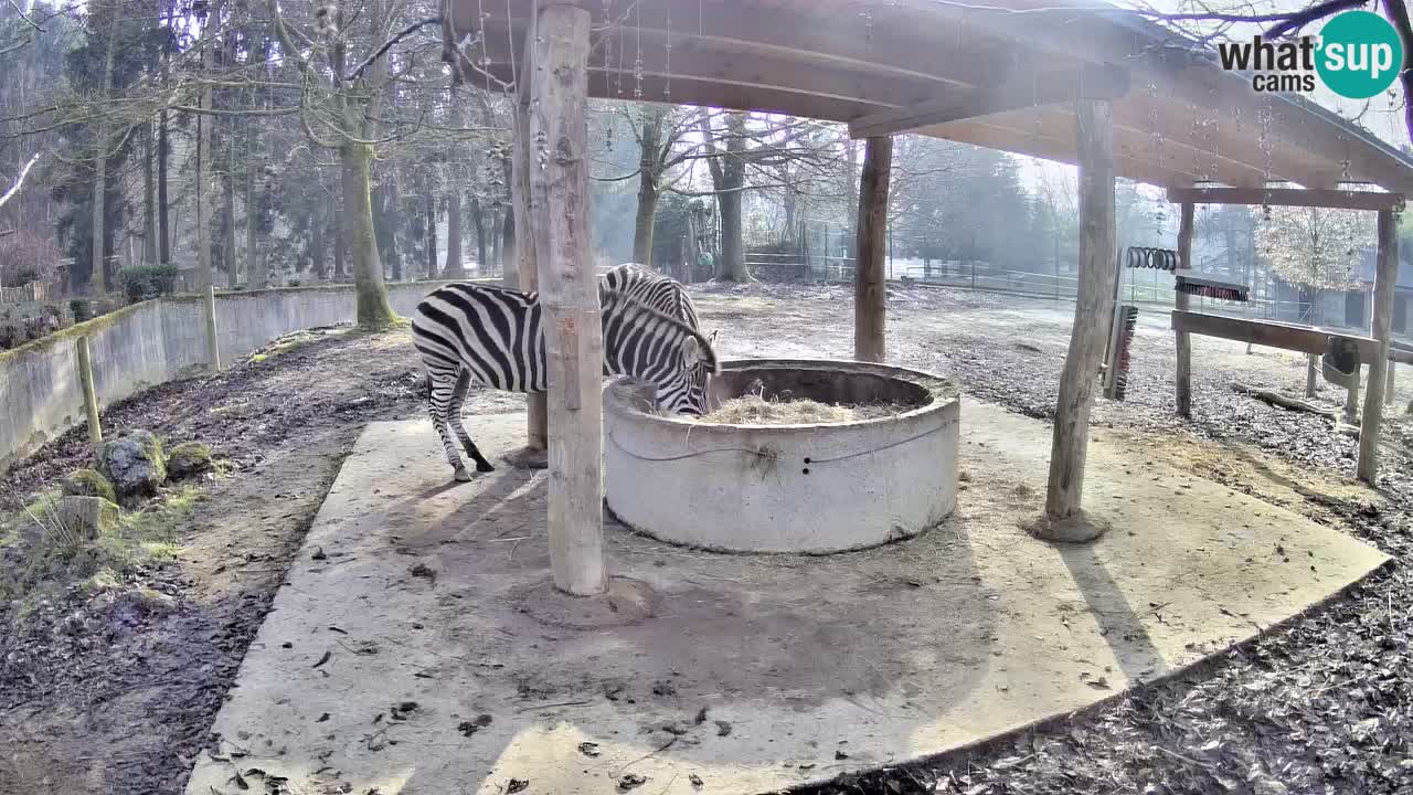 Live Webcam Zebras in Ljubljana ZOO – Slowenien