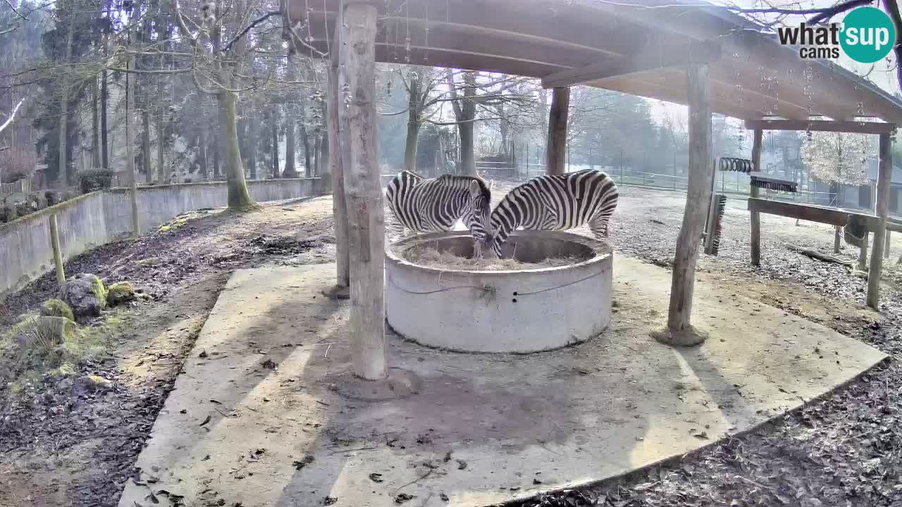 Le Zebre nello ZOO di Ljubljana – Slovenia Live webcam