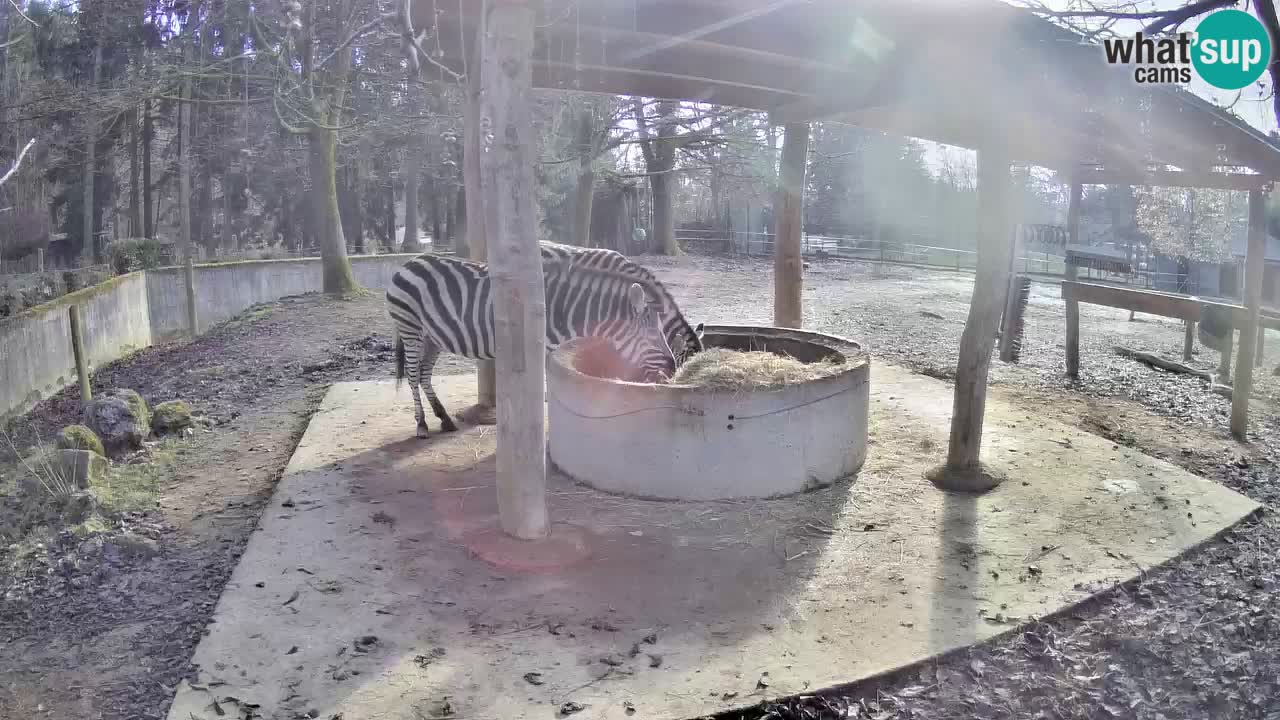 Zebre v živo v živalskem vrtu Ljubljana ZOO spletne kamere