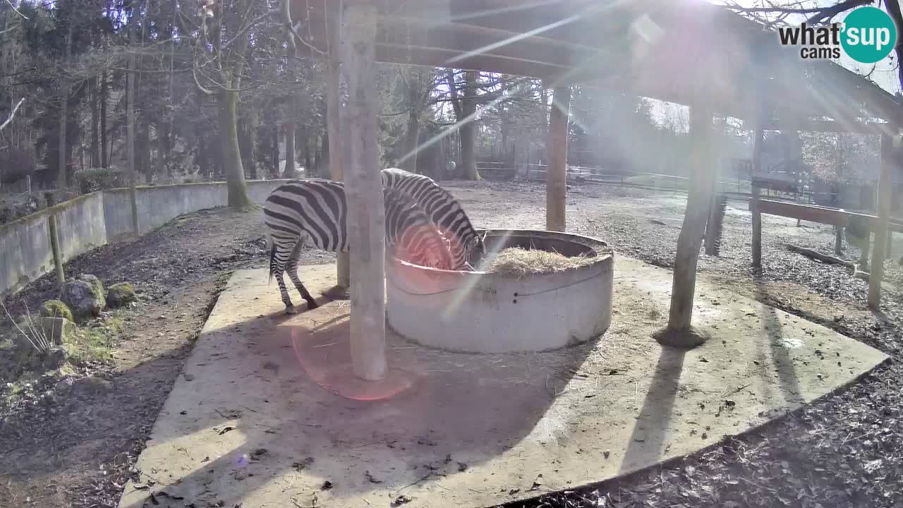 Le Zebre nello ZOO di Ljubljana – Slovenia Live webcam