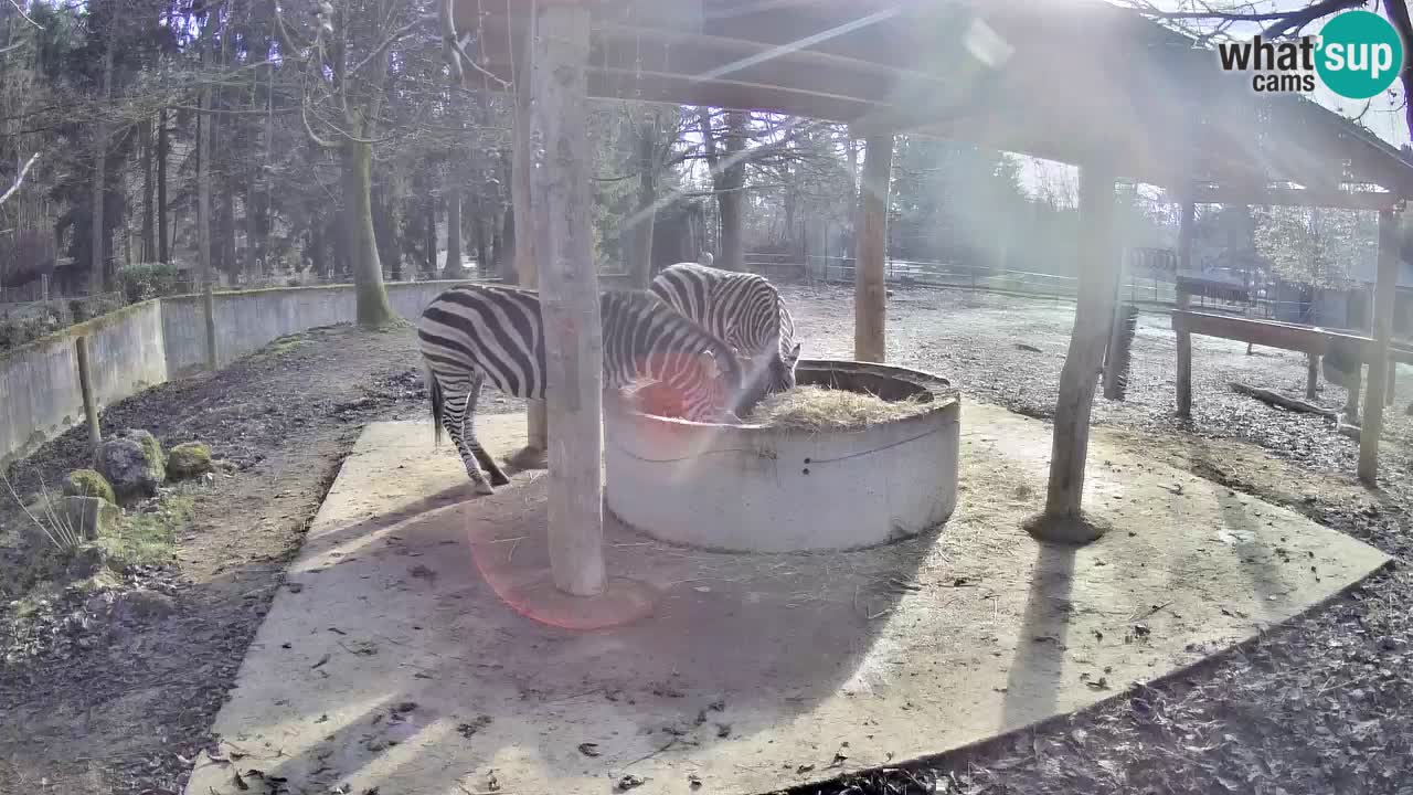 Zebre v živo v živalskem vrtu Ljubljana ZOO spletne kamere