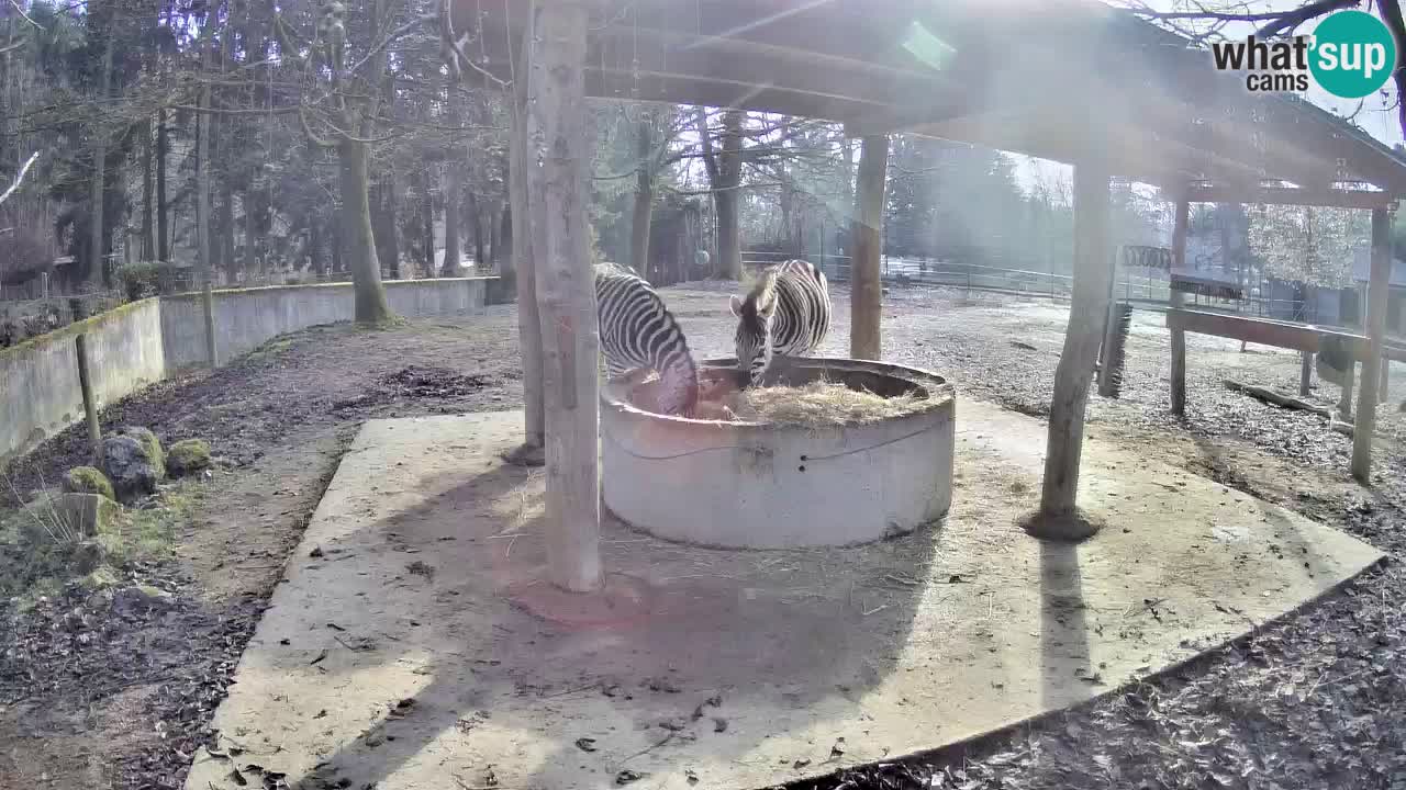 Zebre v živo v živalskem vrtu Ljubljana ZOO spletne kamere