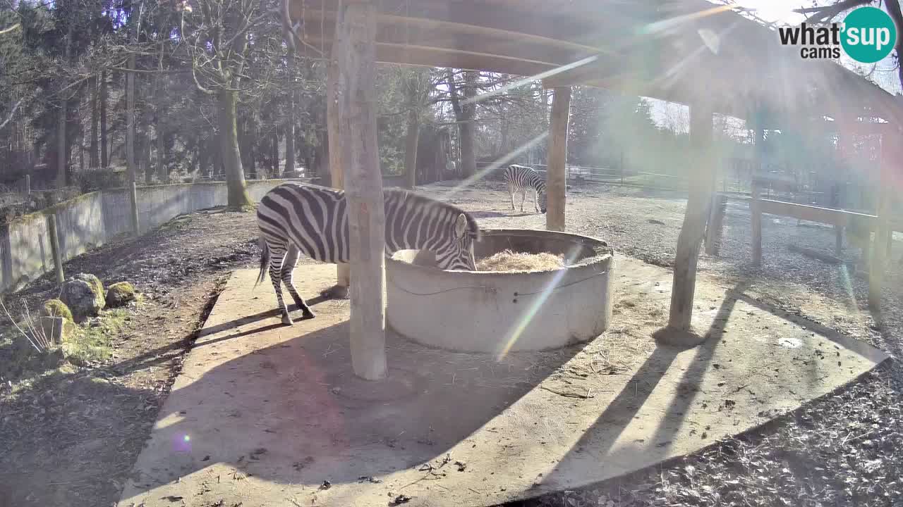 Live Webcam Zebras in Ljubljana ZOO – Slowenien