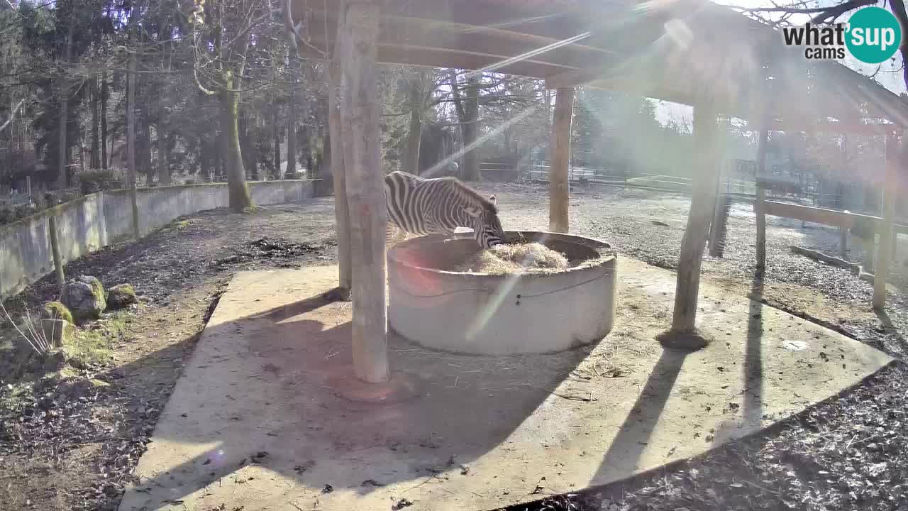 Live Webcam Zebras in Ljubljana ZOO – Slowenien