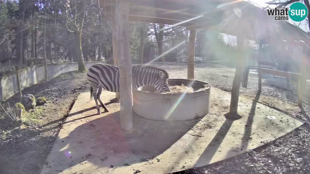 Le Zebre nello ZOO di Ljubljana – Slovenia Live webcam