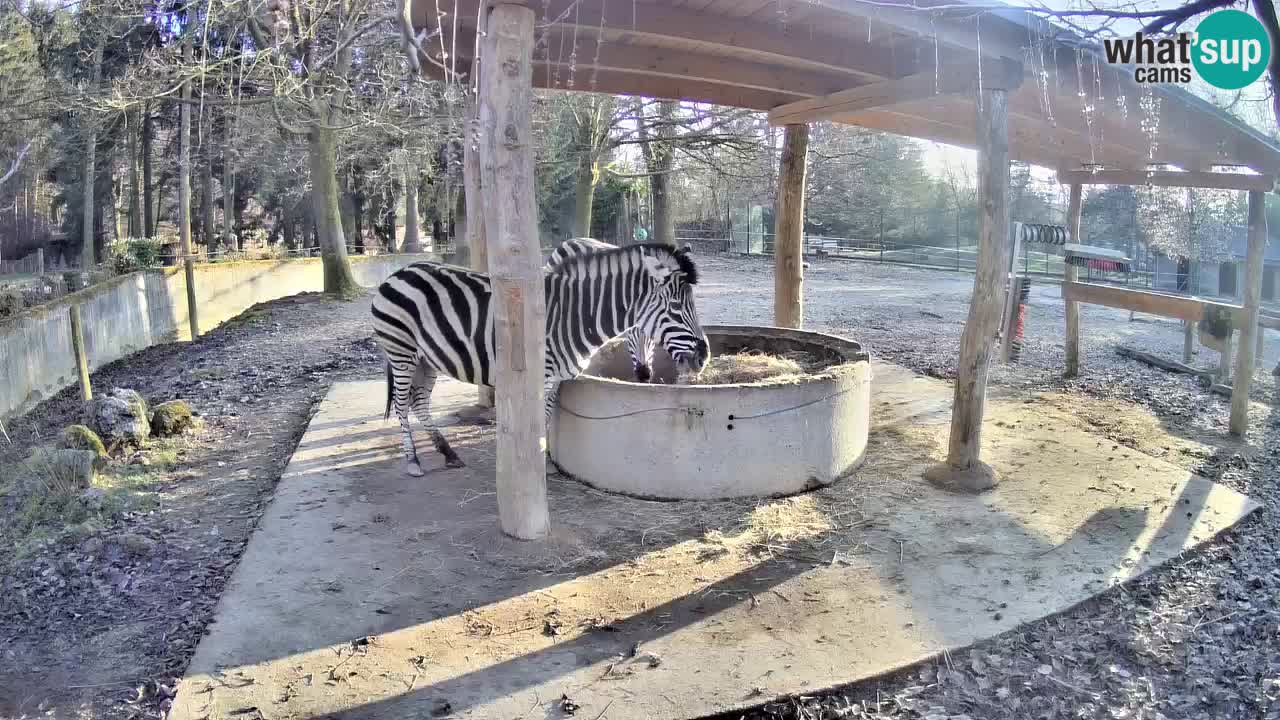 Live Webcam Zebras in Ljubljana ZOO – Slowenien