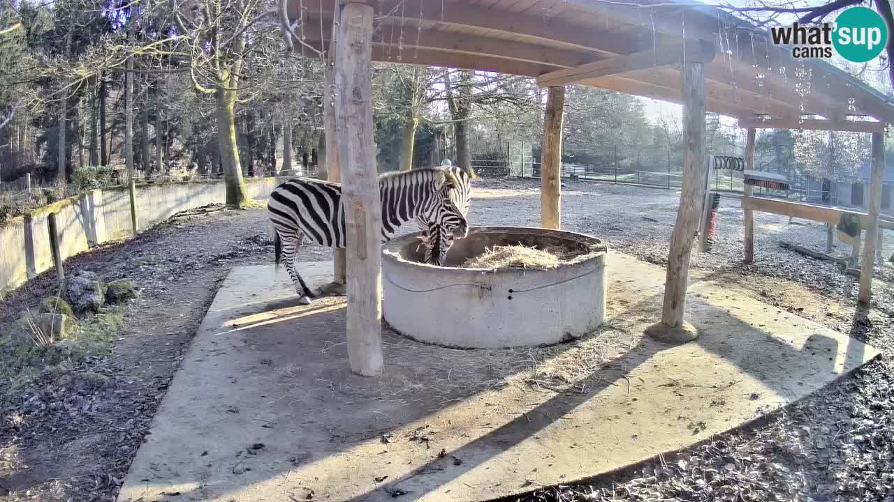 Live Webcam Zebras in Ljubljana ZOO – Slowenien