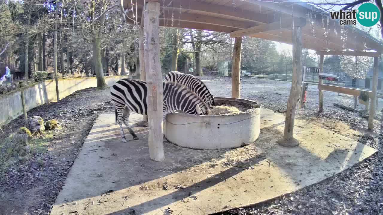 Le Zebre nello ZOO di Ljubljana – Slovenia Live webcam