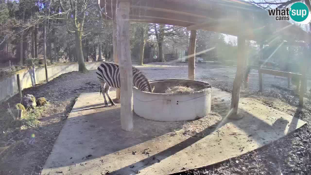 Le Zebre nello ZOO di Ljubljana – Slovenia Live webcam