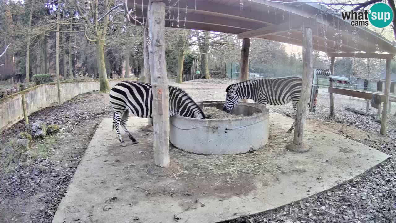 Zebre v živo v živalskem vrtu Ljubljana ZOO spletne kamere