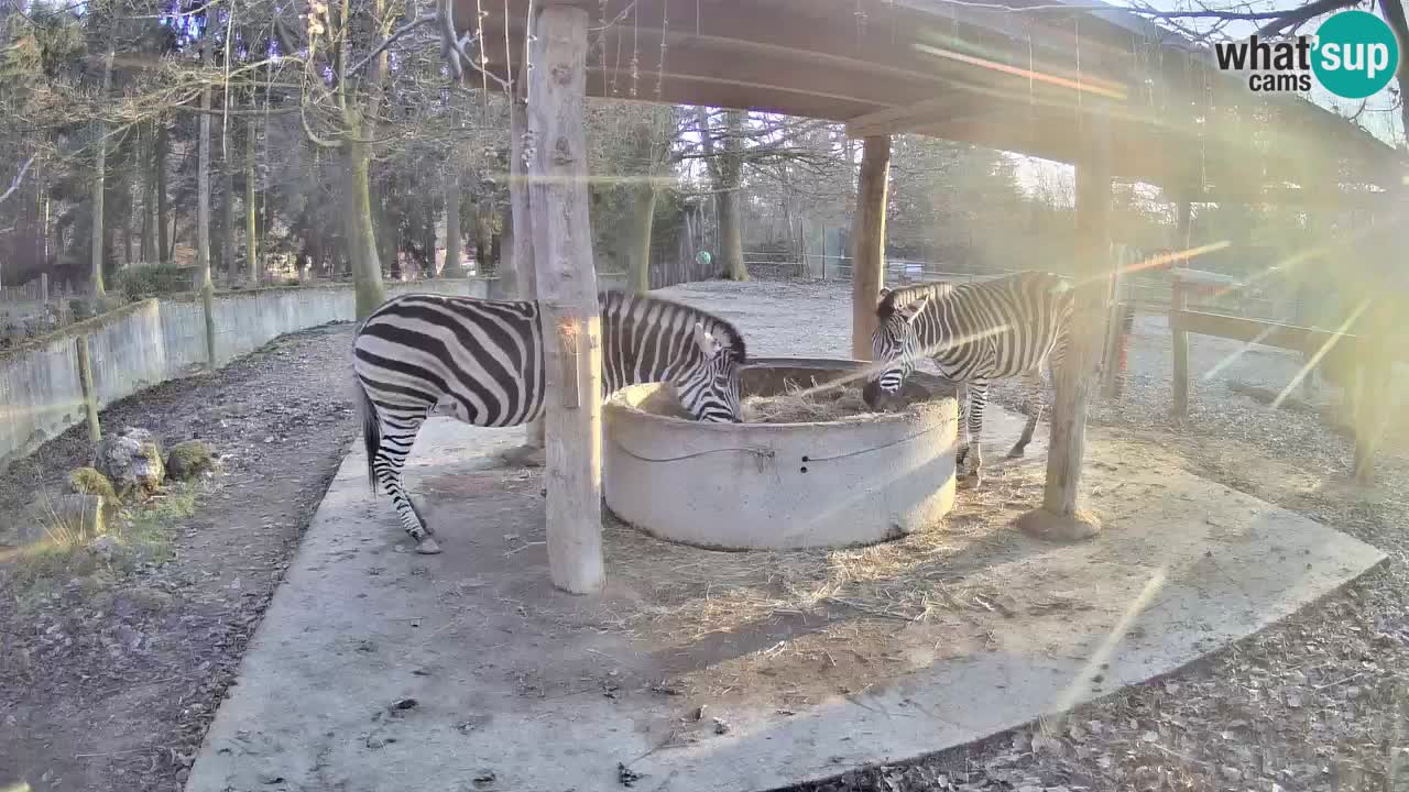 Le Zebre nello ZOO di Ljubljana – Slovenia Live webcam