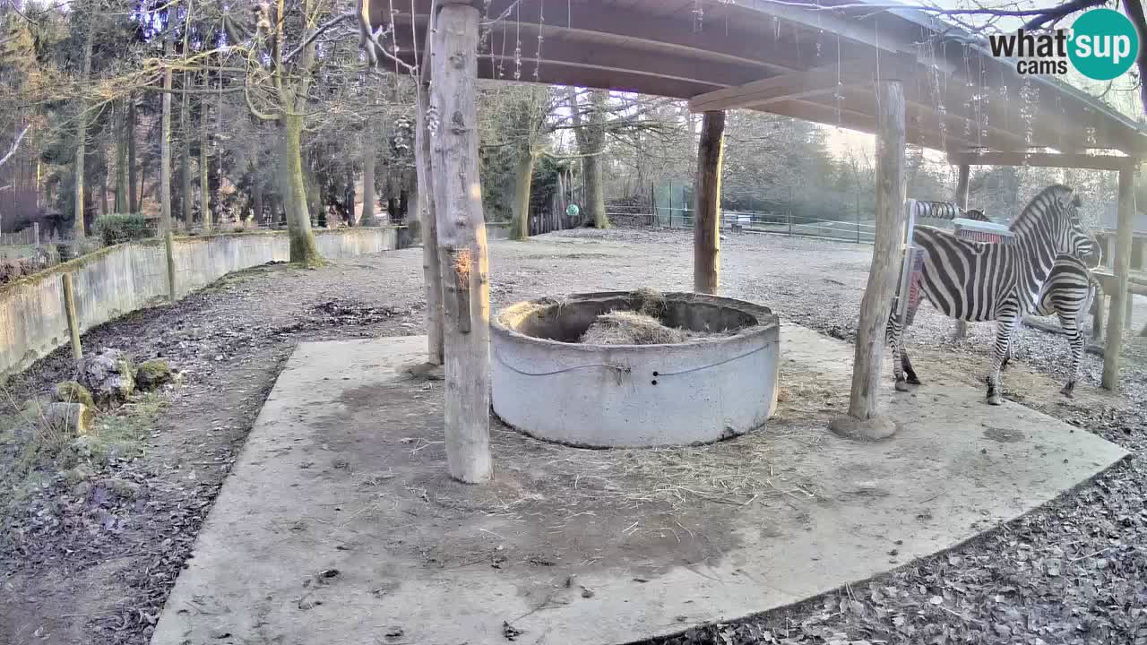 Live Webcam Zebras in Ljubljana ZOO – Slowenien