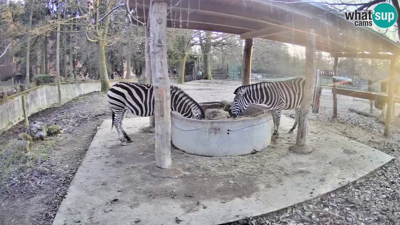 Le Zebre nello ZOO di Ljubljana – Slovenia Live webcam