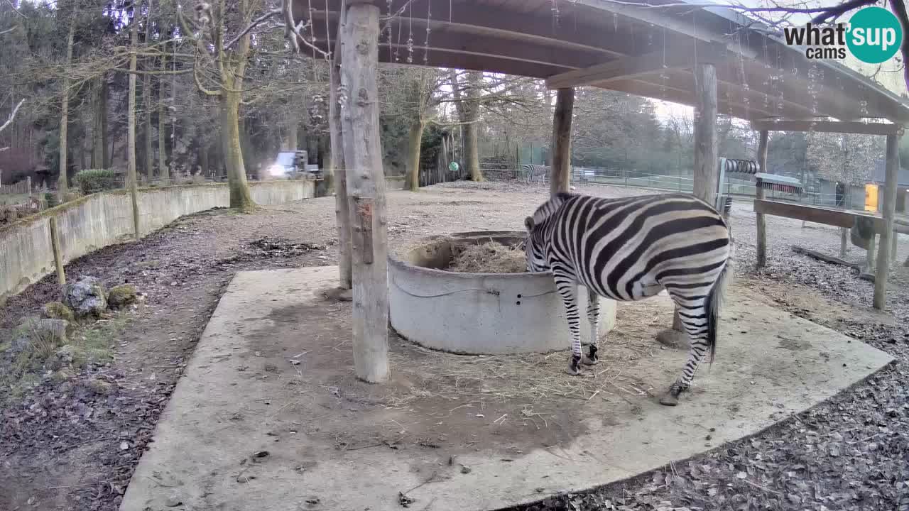 Live Webcam Zebras in Ljubljana ZOO – Slowenien