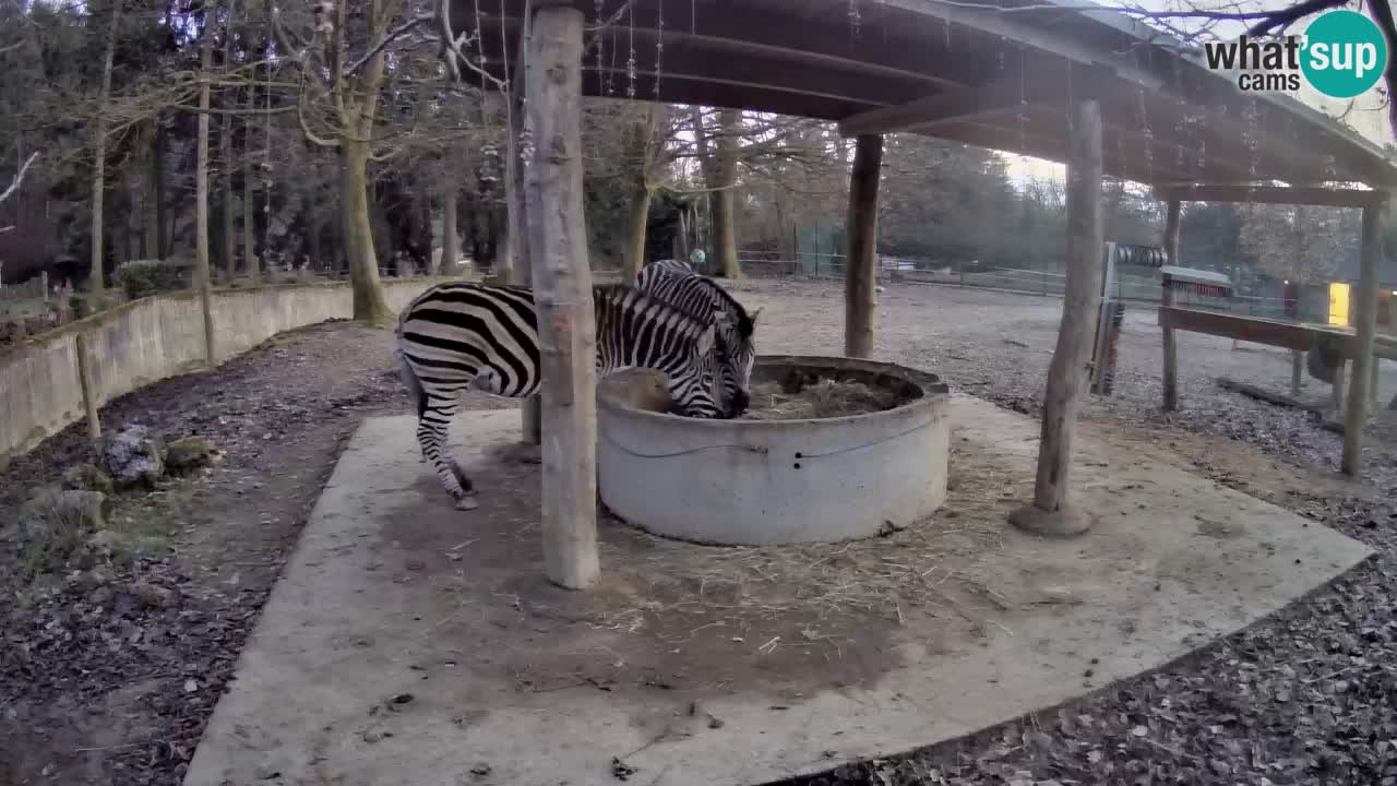 Le Zebre nello ZOO di Ljubljana – Slovenia Live webcam