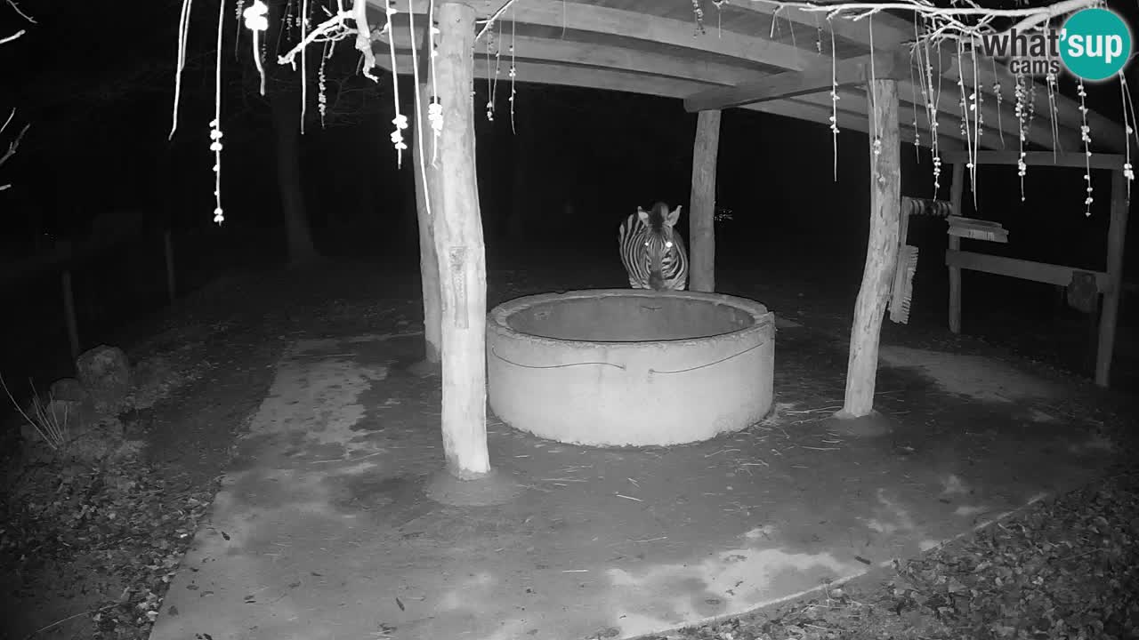 Live Webcam Zebras in Ljubljana ZOO – Slowenien