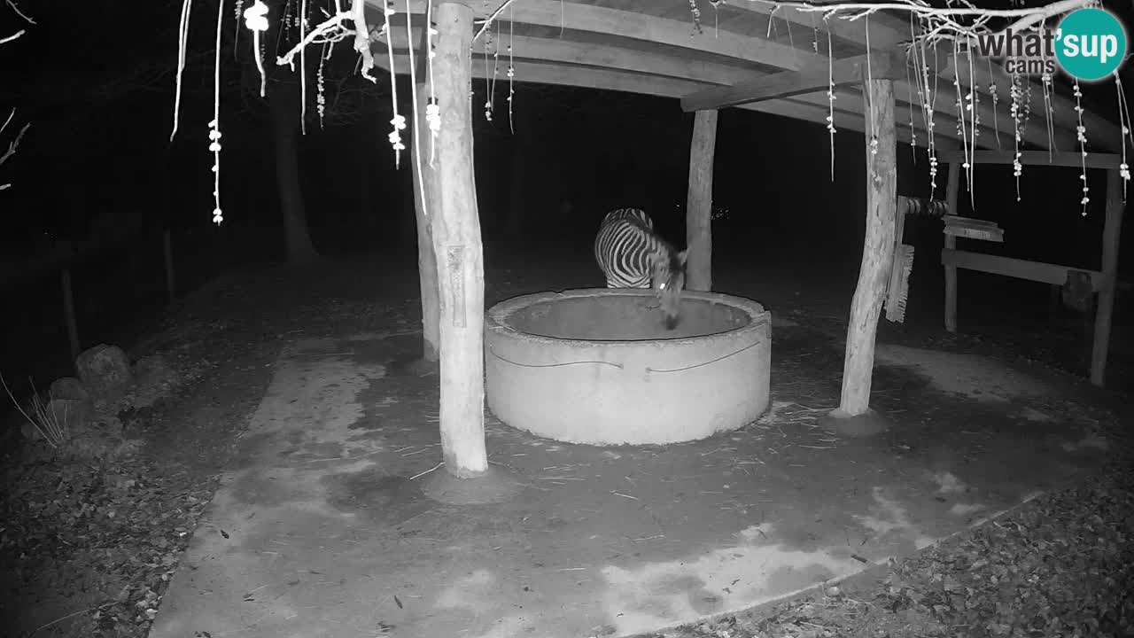 Le Zebre nello ZOO di Ljubljana – Slovenia Live webcam