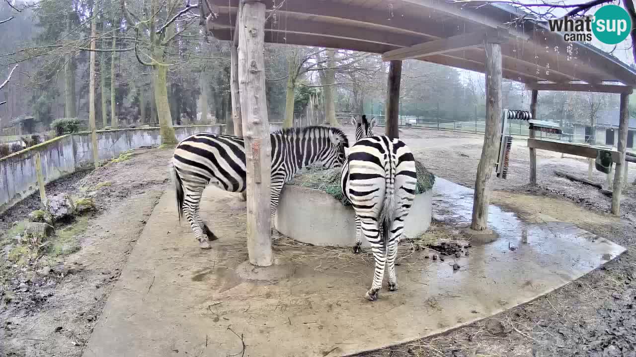 Web kamera uživo Zebras u ZOO Ljubljana – Slovenija