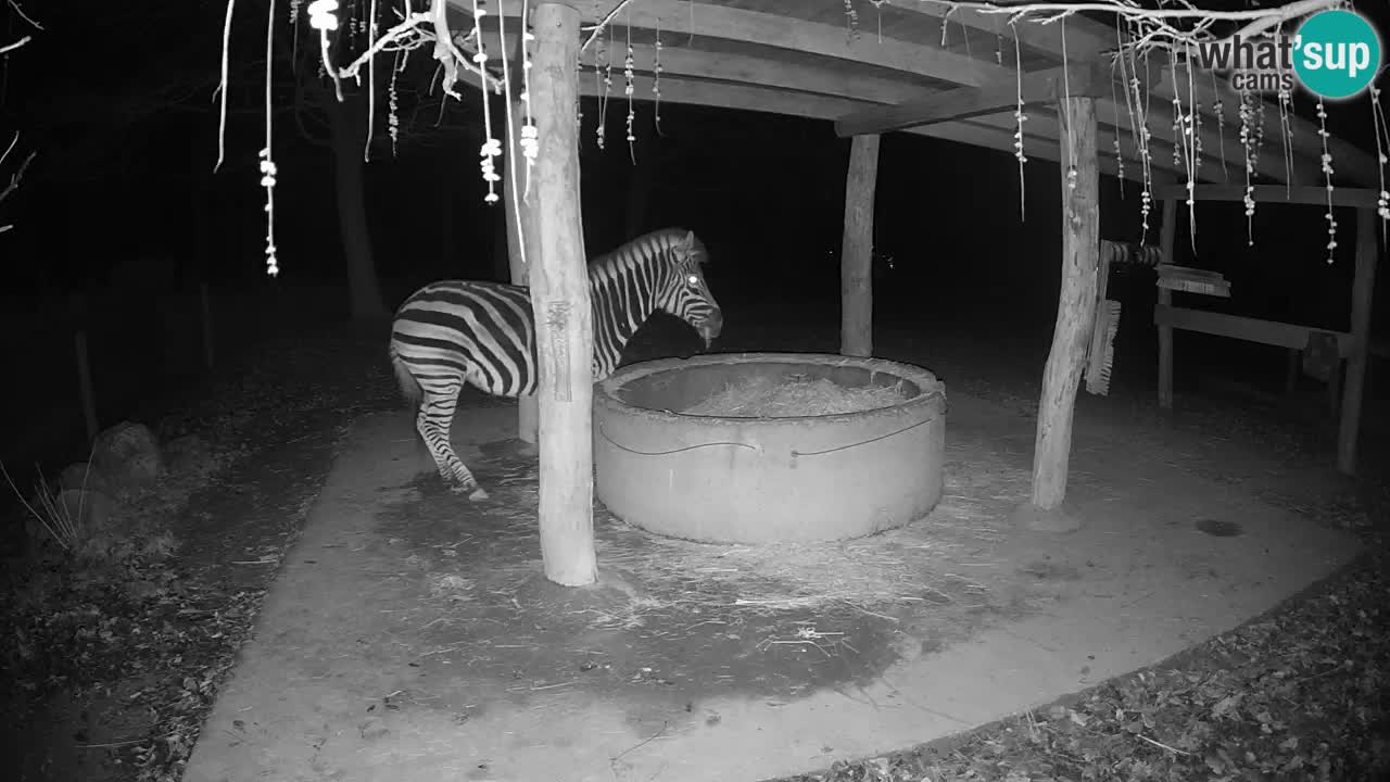 Web kamera uživo Zebras u ZOO Ljubljana – Slovenija