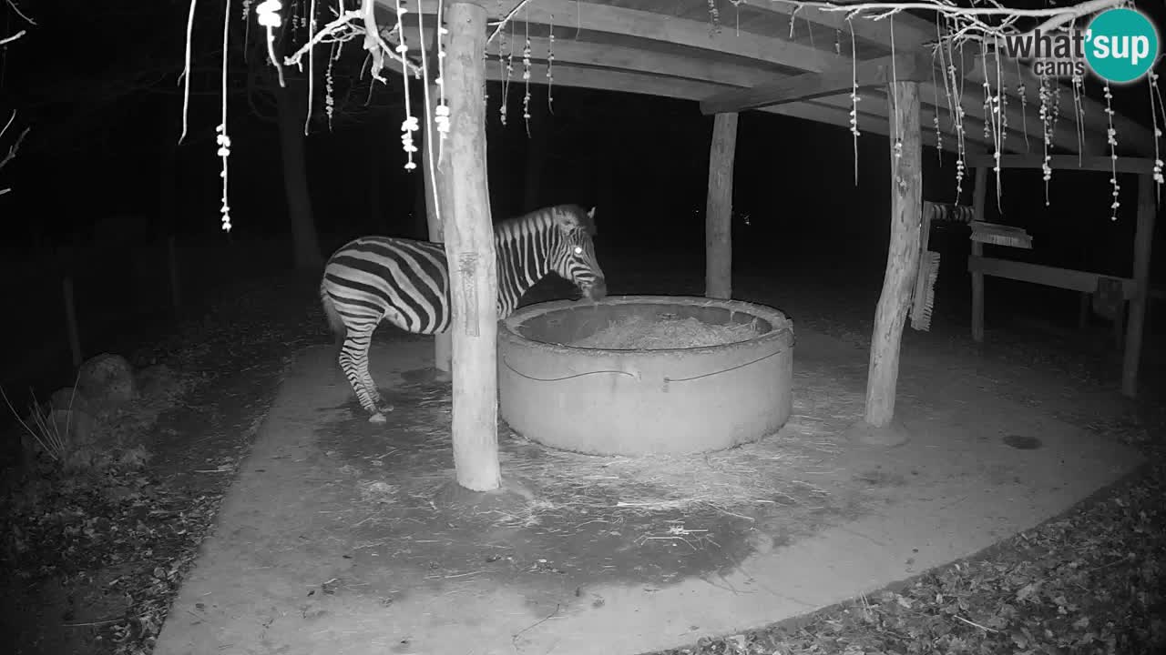 Zebre v živo v živalskem vrtu Ljubljana ZOO spletne kamere