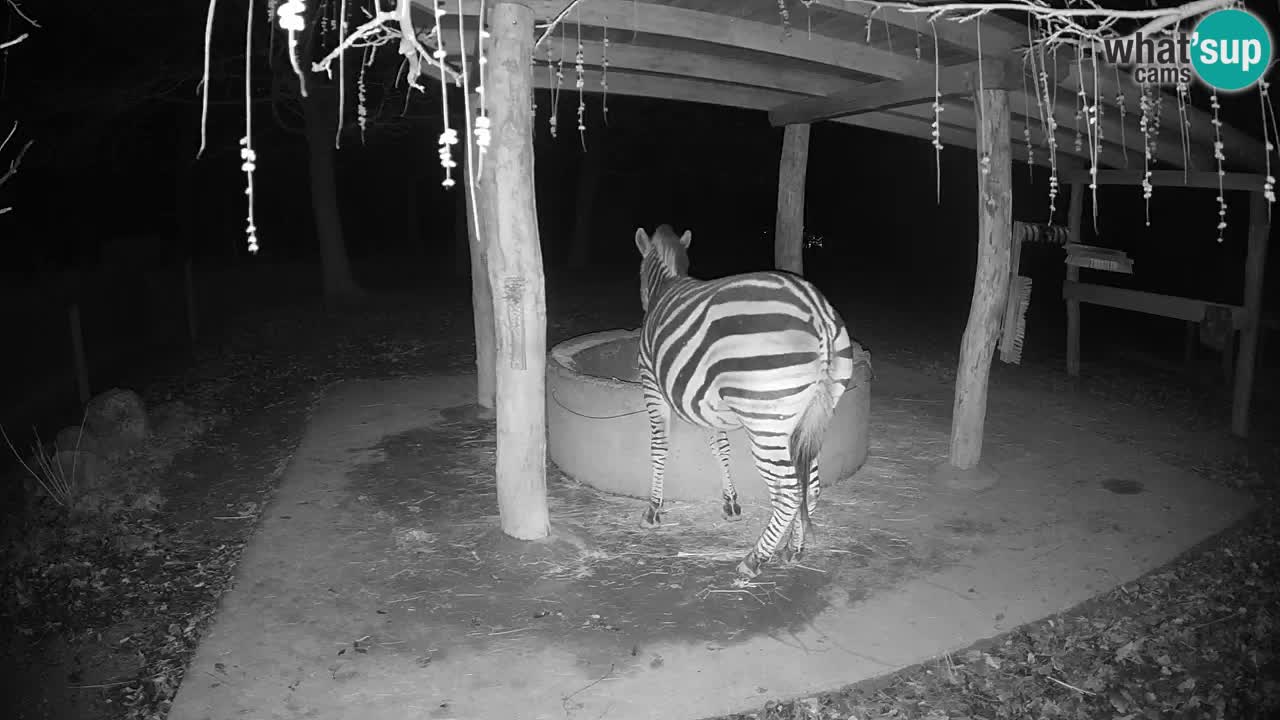 Camera en vivo Cebras in Ljubljana ZOO – Eslovenia