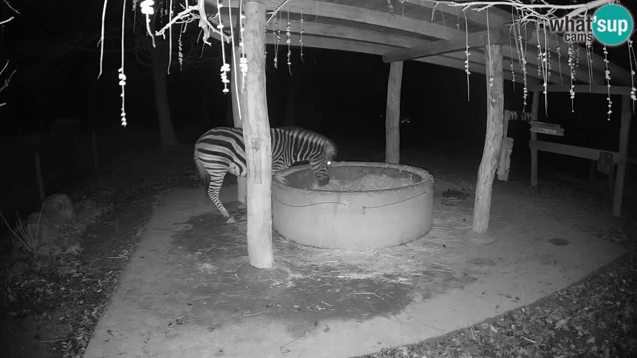 Le Zebre nello ZOO di Ljubljana – Slovenia Live webcam