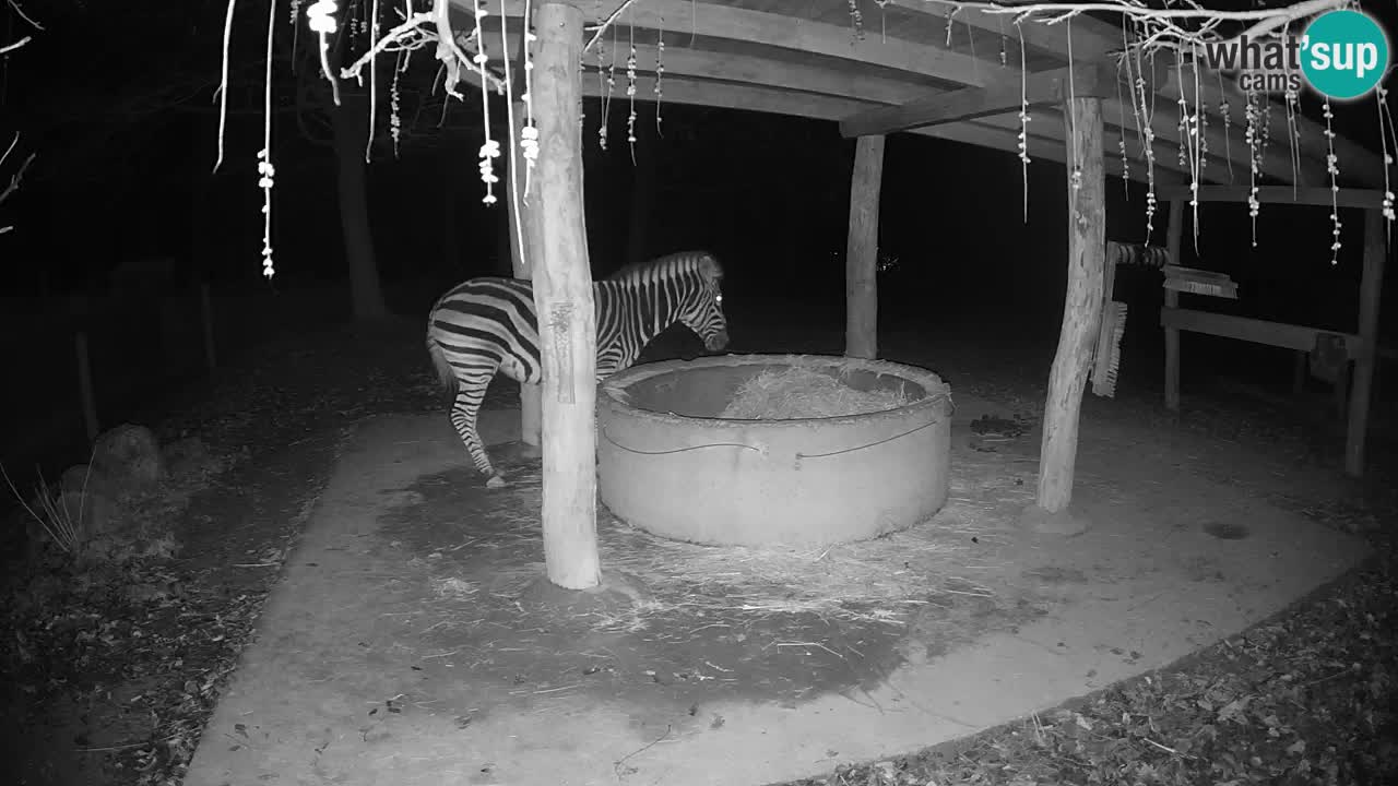 Le Zebre nello ZOO di Ljubljana – Slovenia Live webcam