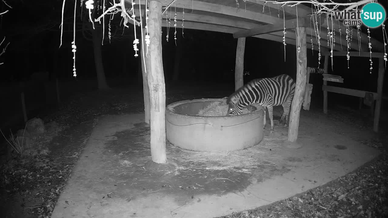 Web kamera uživo Zebras u ZOO Ljubljana – Slovenija