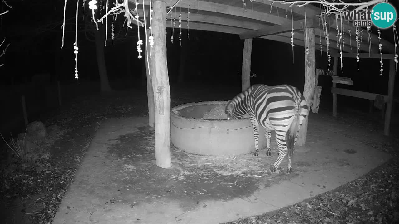 Camera en vivo Cebras in Ljubljana ZOO – Eslovenia