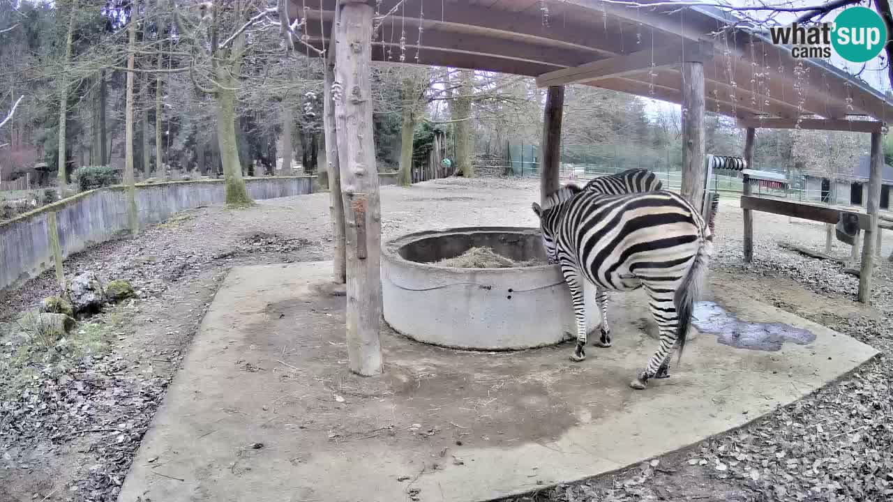 Live Webcam Zebras in Ljubljana ZOO – Slowenien