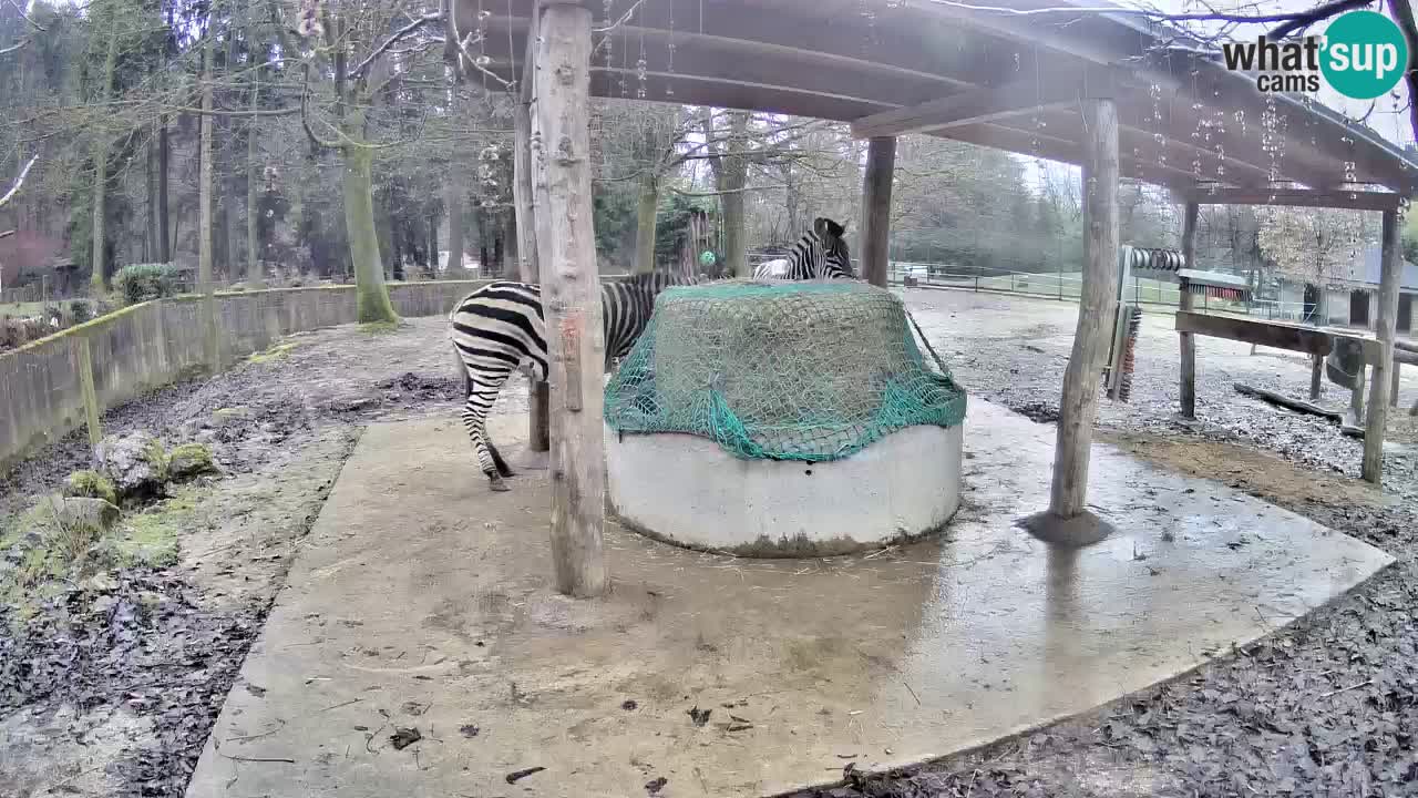 Web kamera uživo Zebras u ZOO Ljubljana – Slovenija