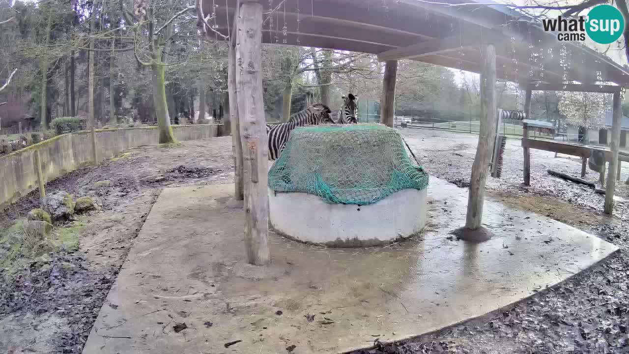 Live Webcam Zebras in Ljubljana ZOO – Slowenien