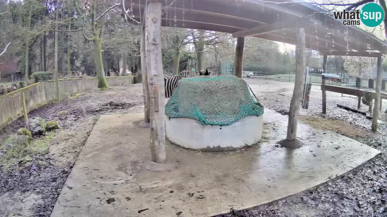 Live Webcam Zebras in Ljubljana ZOO – Slowenien