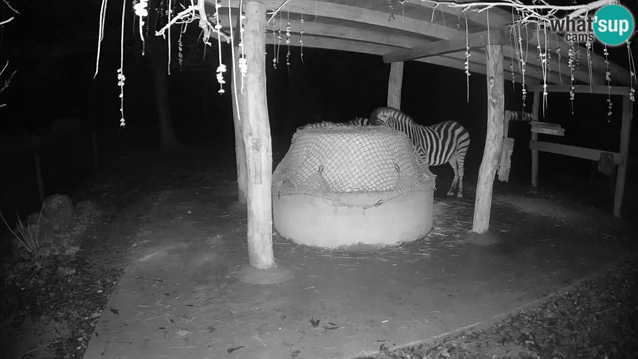 Live Webcam Zebras in Ljubljana ZOO – Slowenien