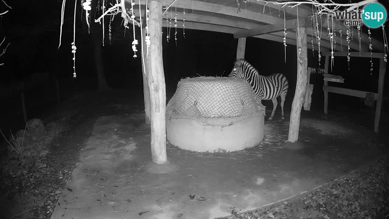 Le Zebre nello ZOO di Ljubljana – Slovenia Live webcam