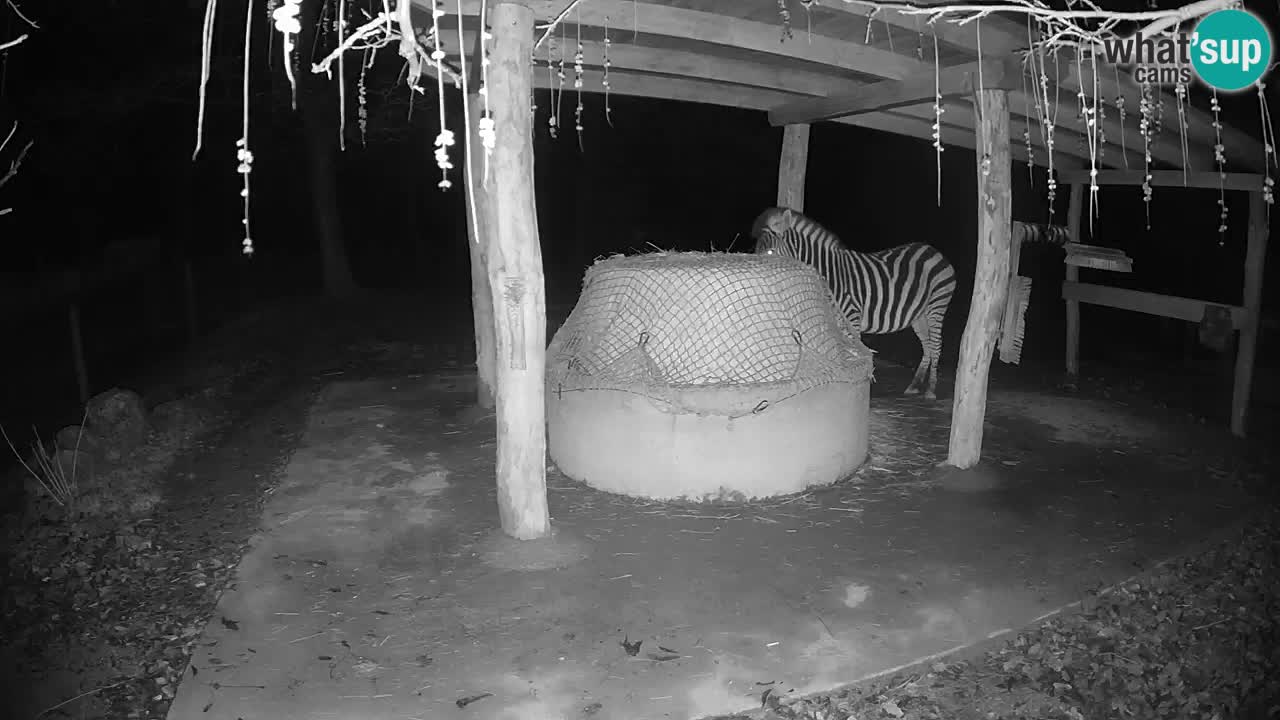 Live webcam Les zèbres in Ljubljana ZOO – Slovénie