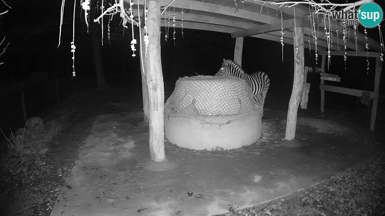 Le Zebre nello ZOO di Ljubljana – Slovenia Live webcam