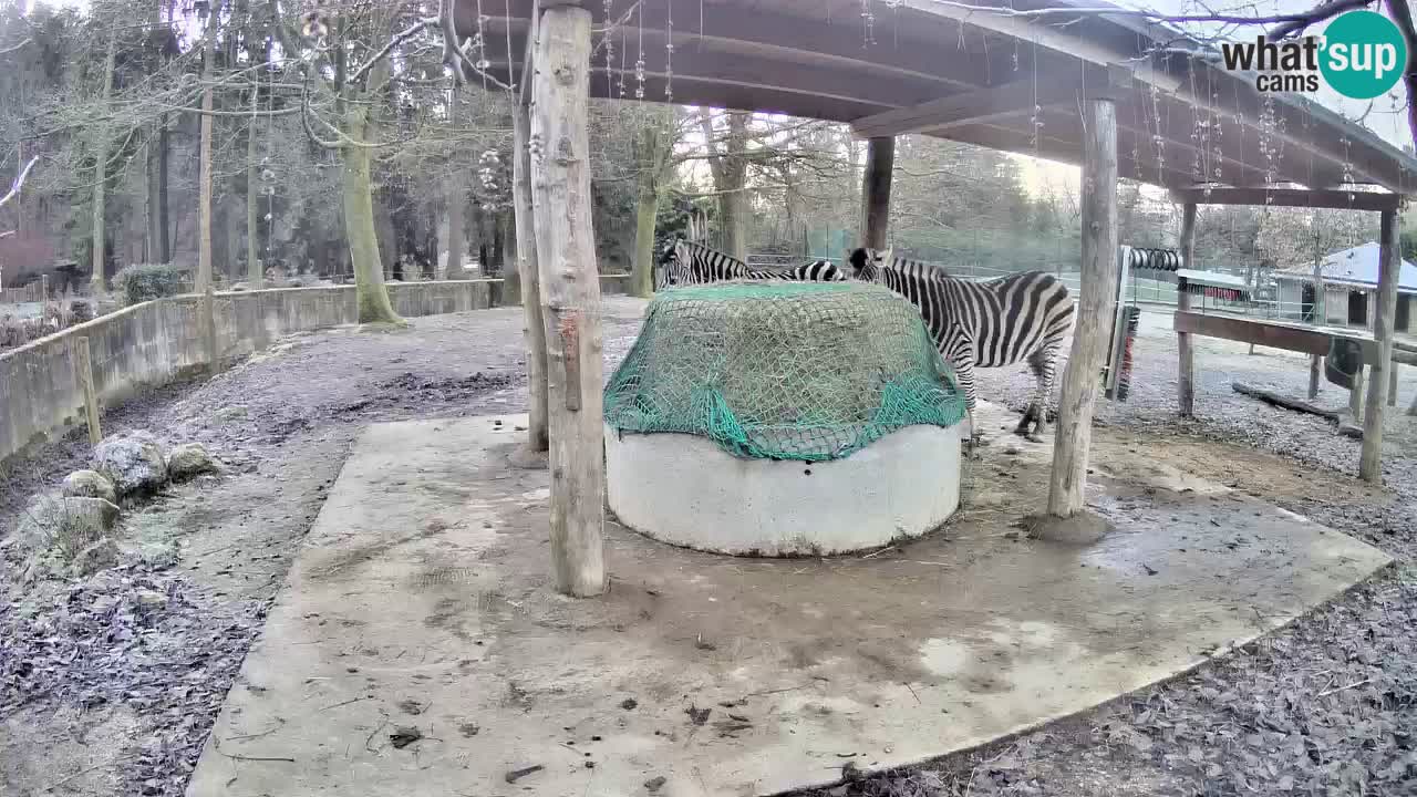 Zebre v živo v živalskem vrtu Ljubljana ZOO spletne kamere